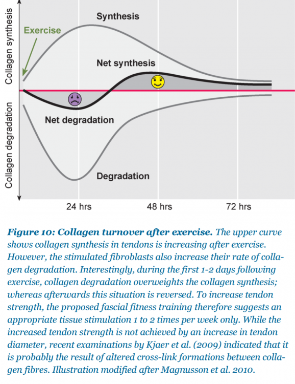 Collagen-turnover-exercise.png