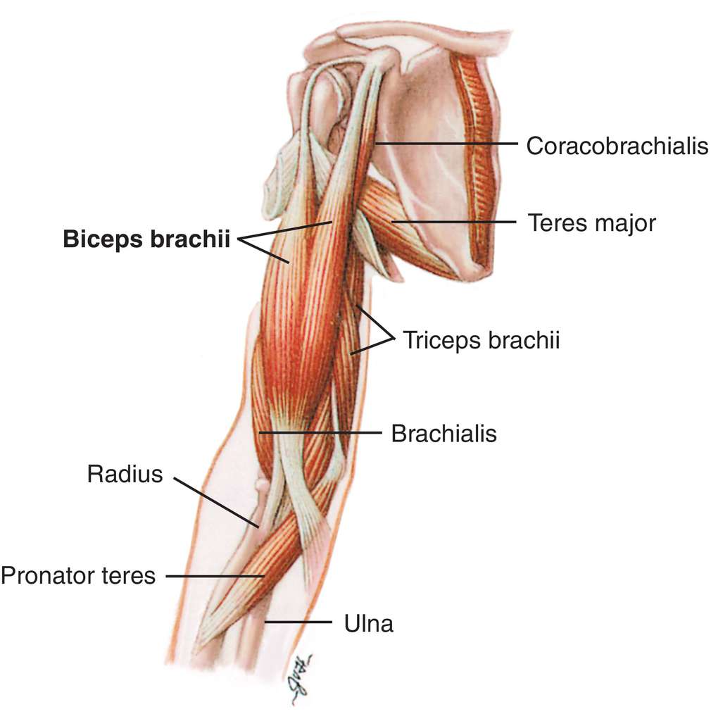Front Lever, pseudo planche and Brachialis - Strength - GymnasticBodies