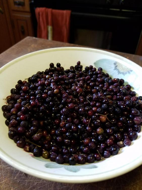 Elderberries.jpg