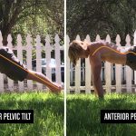 posterior pelvic tilt and anterior pelvic tilt