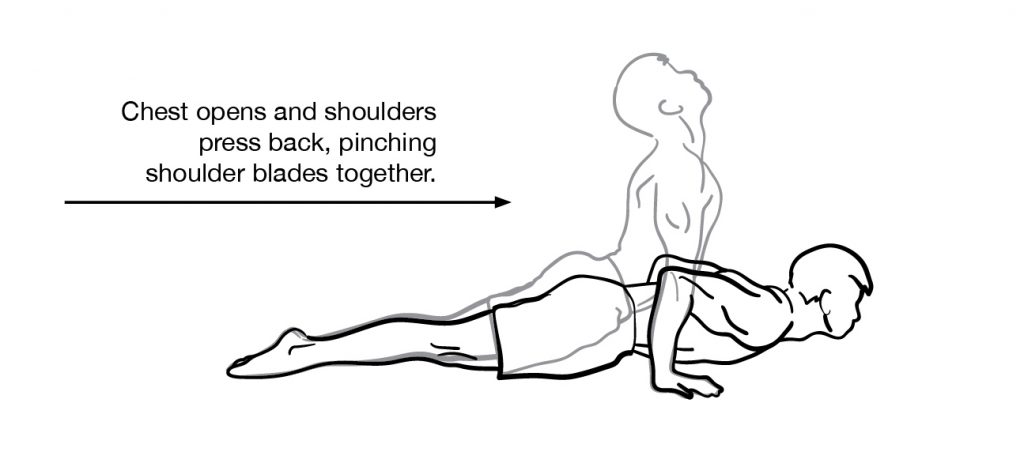seal push-up